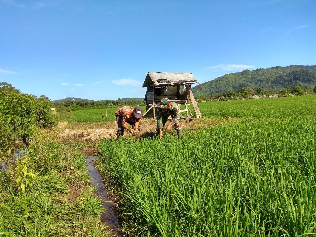 Babinsa Lamno Tinjau Pertumbuhan Padi Petani