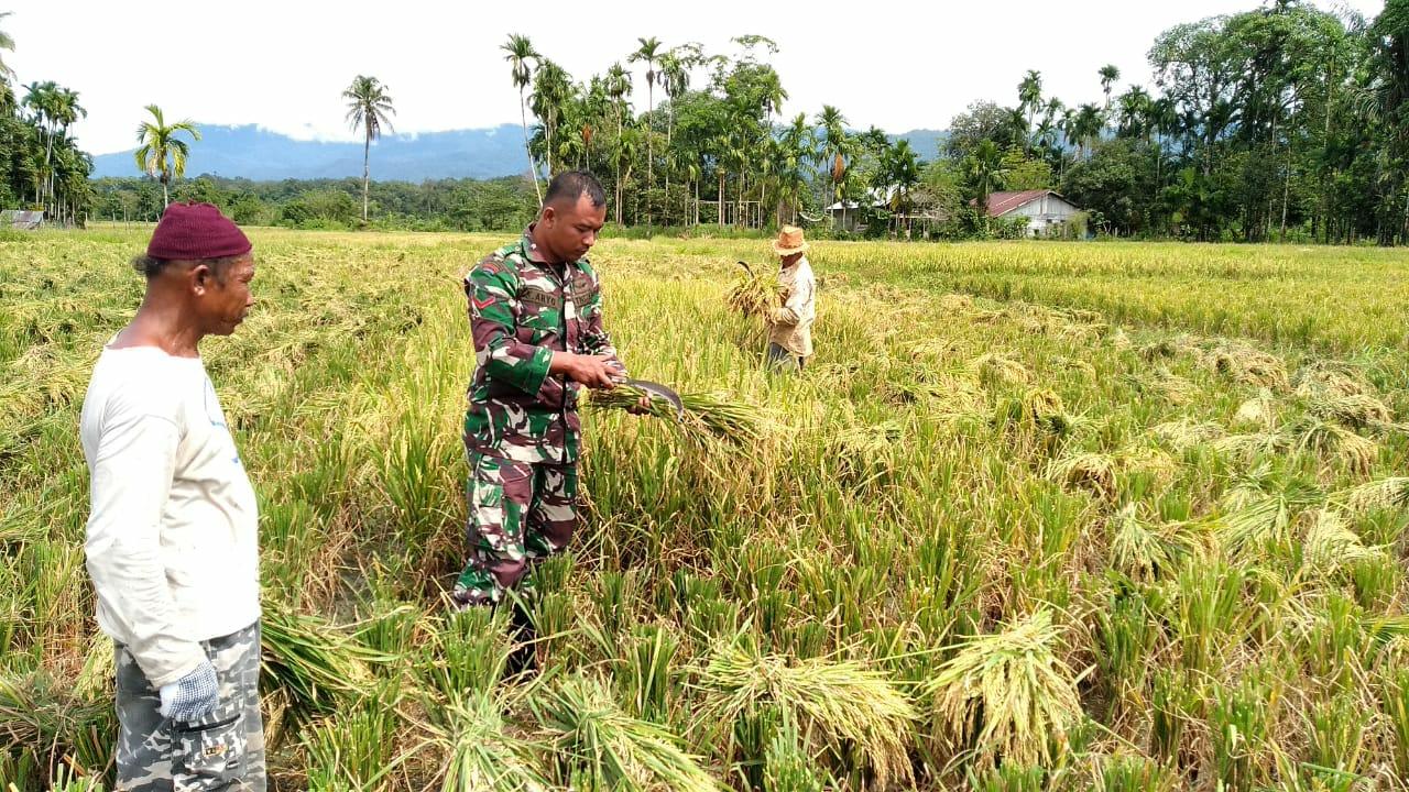 Babinsa Koramil Beutong Bantu Panen Padi