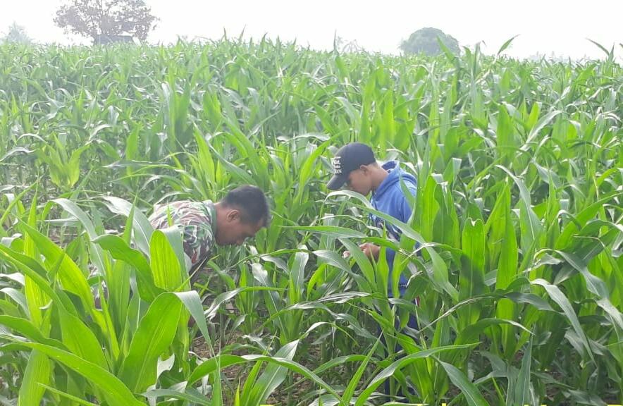 Babinsa Koramil 05/Thu Turun Keladang Jagung Bantu Petani