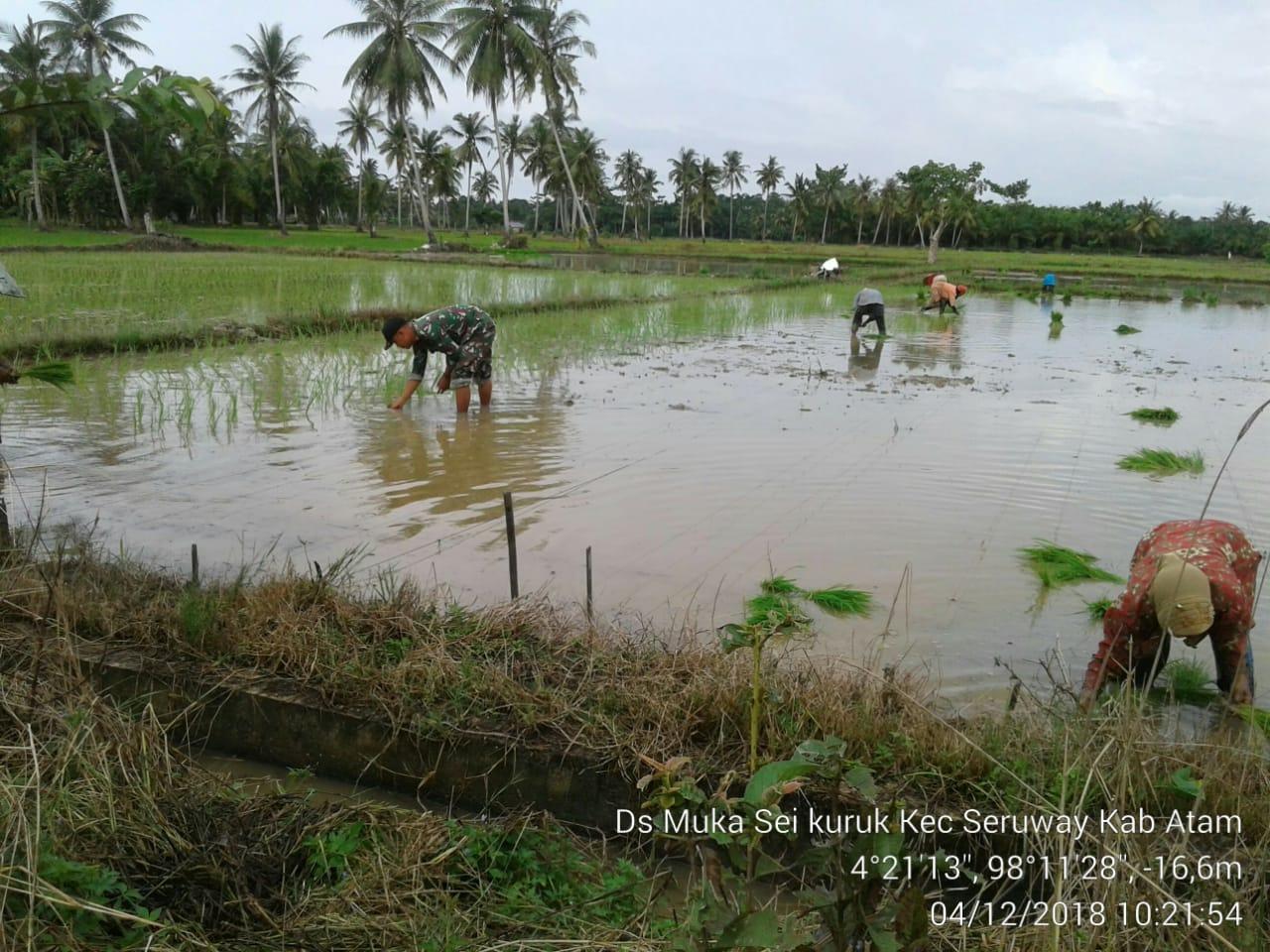 Babinsa Koramil 03/Srw Bantu Petani Menanam Padi