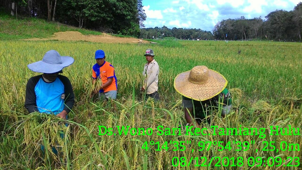 Babinsa Koramil 05/Thu Sertu Jumiin Bersama Petani Panen Padi