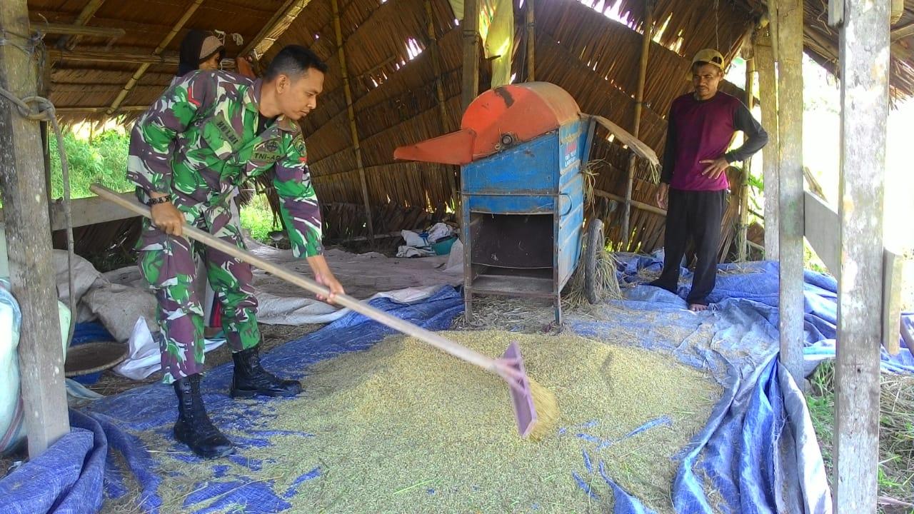 Babinsa Koramil 09/Seunagan Timur Bantu Petani Rontokkan Padi