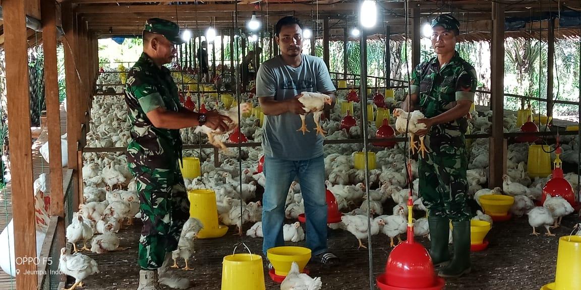 Danramil 02/ Kuala Batee Tinjau Peternakan Ayam Potong