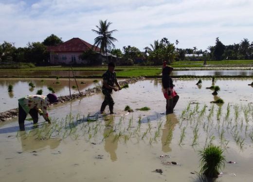 Wujudkan Swapang, Babinsa Bantu Petani Tanam Padi