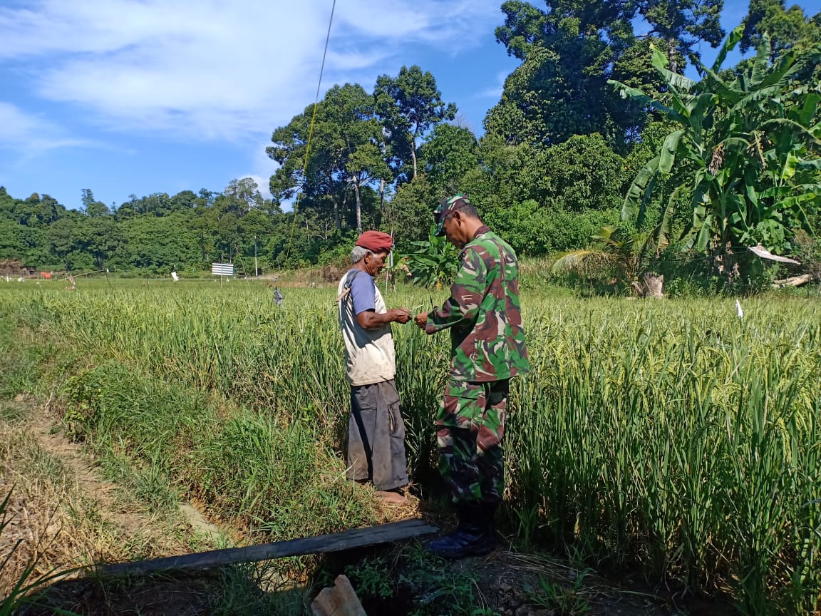 Diserang Hama Ulat, Babinsa Tinjau Tanaman Padi Warga