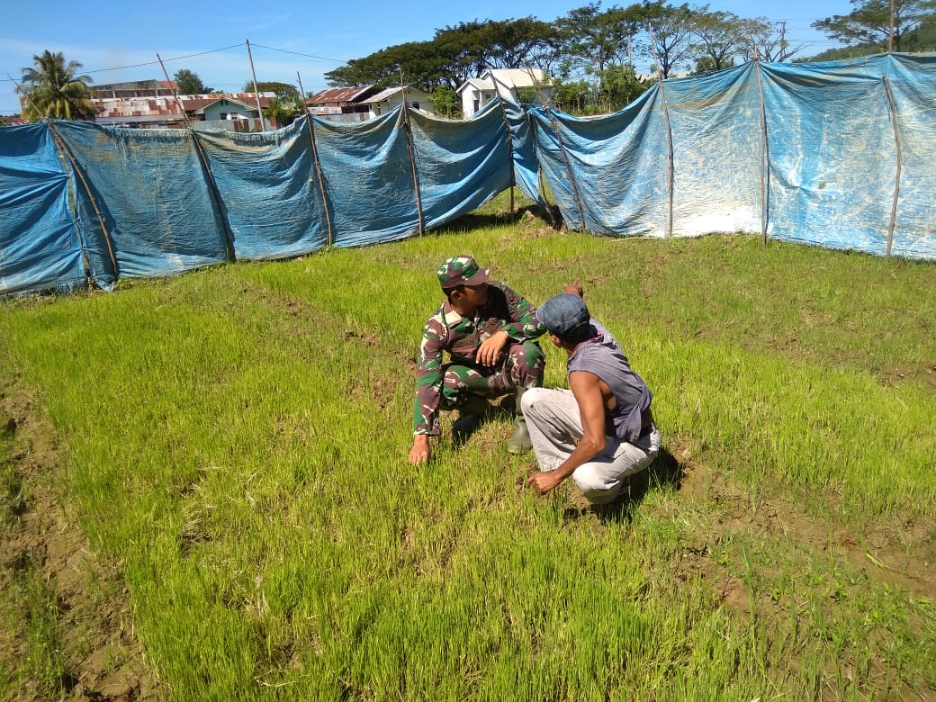 Gagal Tanam, Babinsa Tinjau Bibit Padi Petani