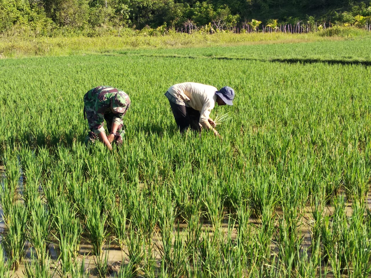 Dampingi Petani, Babinsa Darul Himah Ikut Bersihkan Rumput Padi