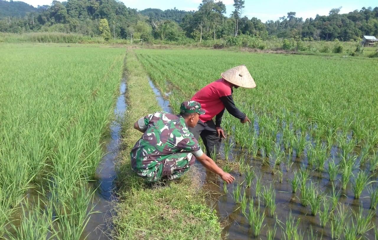 Beri Motivasi Kepada Petani, Babinsa Turun ke Sawah