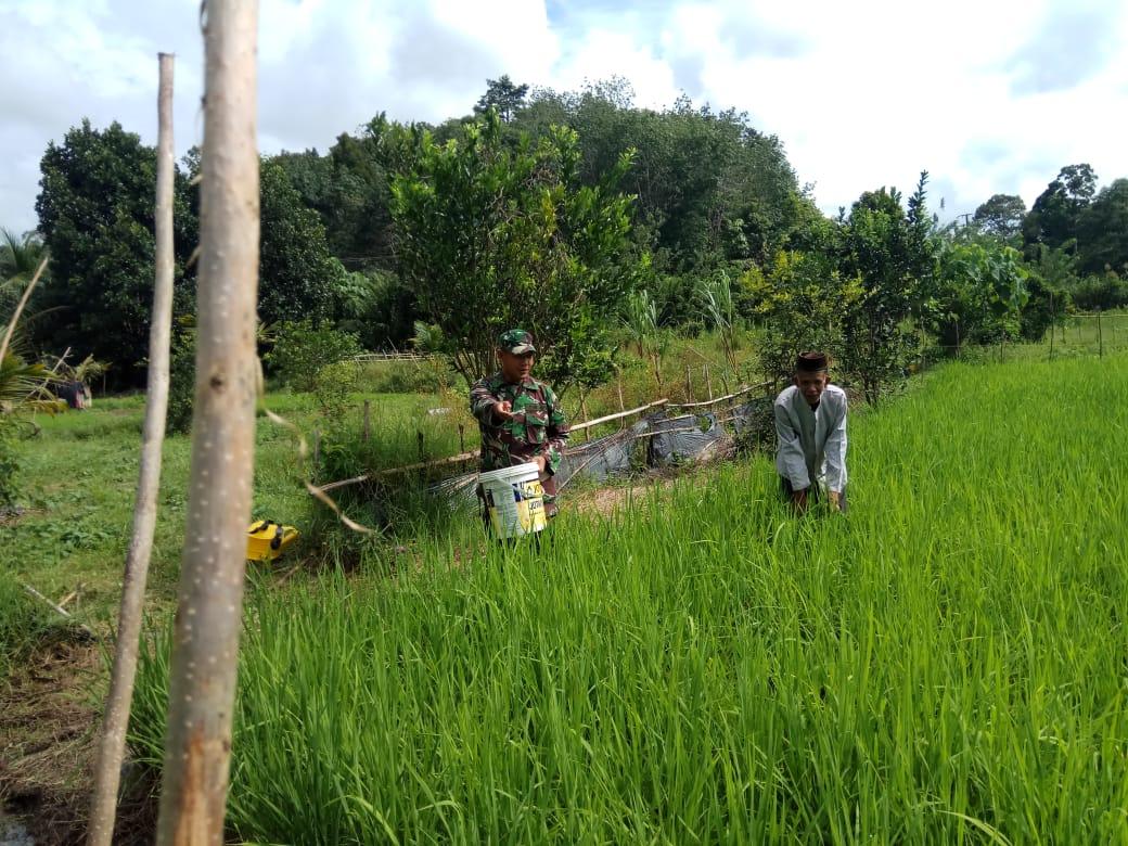 Jaga Pertumbuhan Padi Tetap Baik, Babinsa Bantu Petani Tabur Pupuk