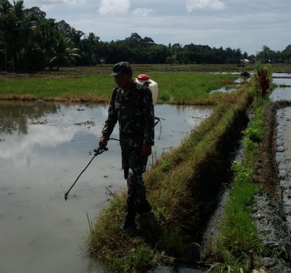 Babinsa Bantu Petani Semprot Hama
