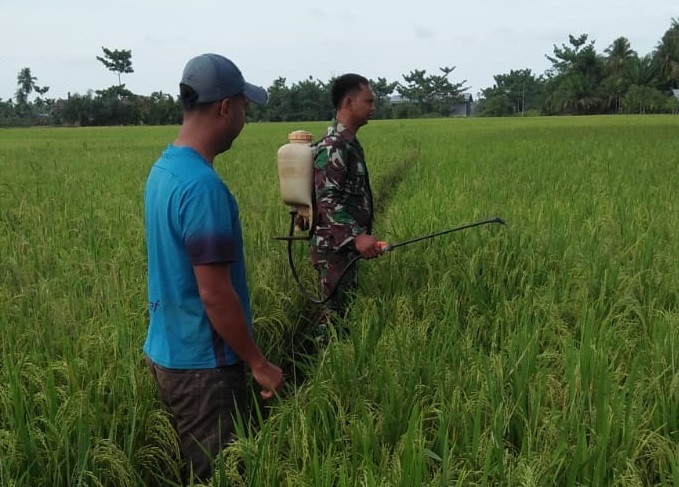 Babinsa Koramil 03/Srw  Ikut Serta Bantu Petani Basmi Hama Tanaman Padi