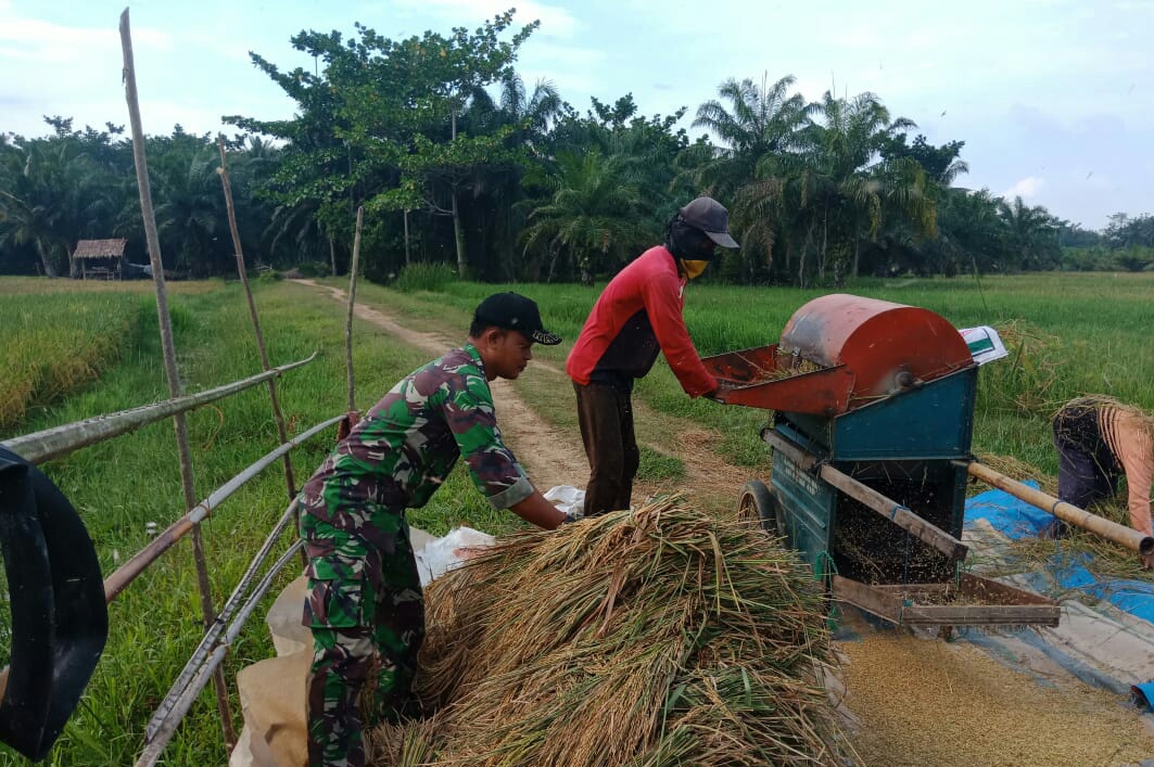 Usai panen, Babinsa Koramil 03/Srw Turut Bantu Petani Rontokkan Padi