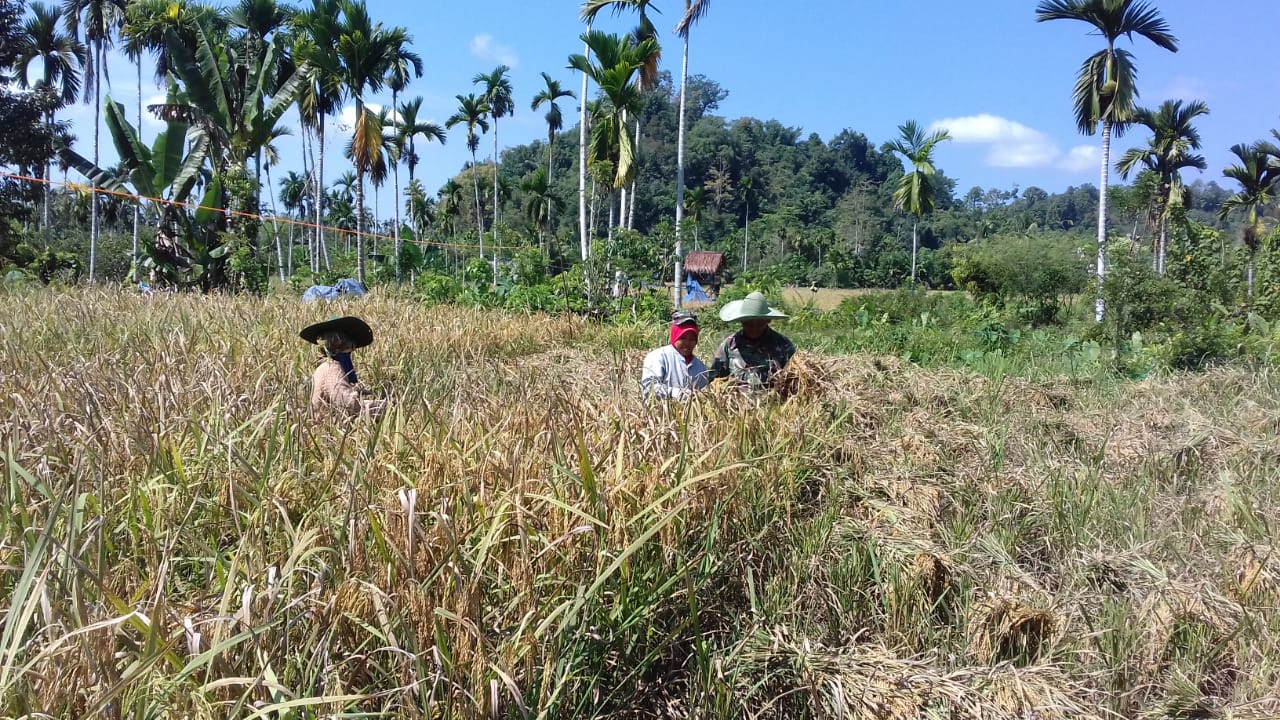 Kopda Rahmad Bersama Petani Panen Padi
