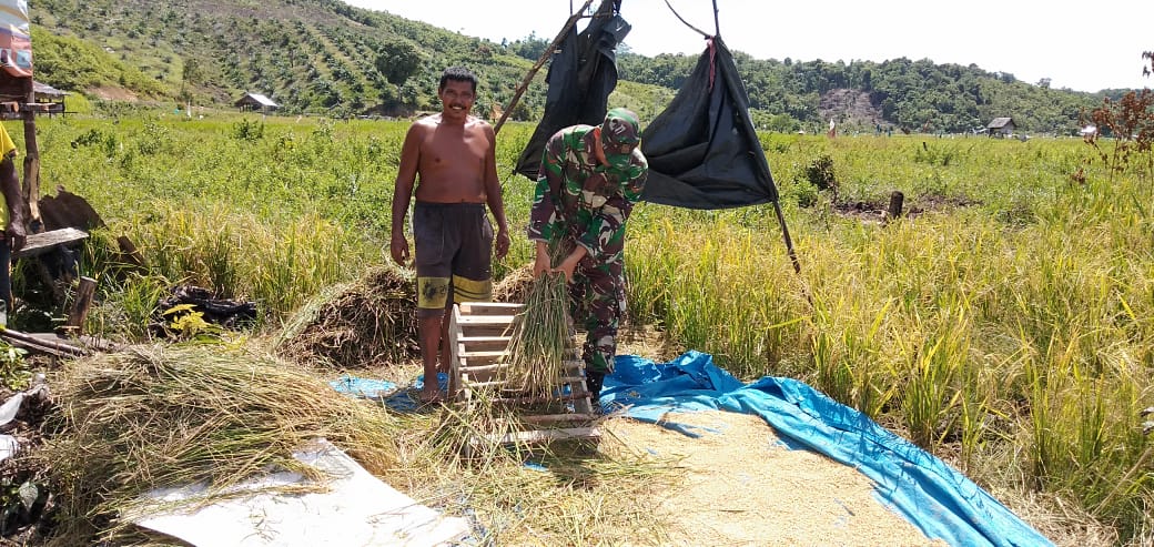 Gunakan Alat Tradisional, Babinsa Bantu Rontokkan Padi Petani