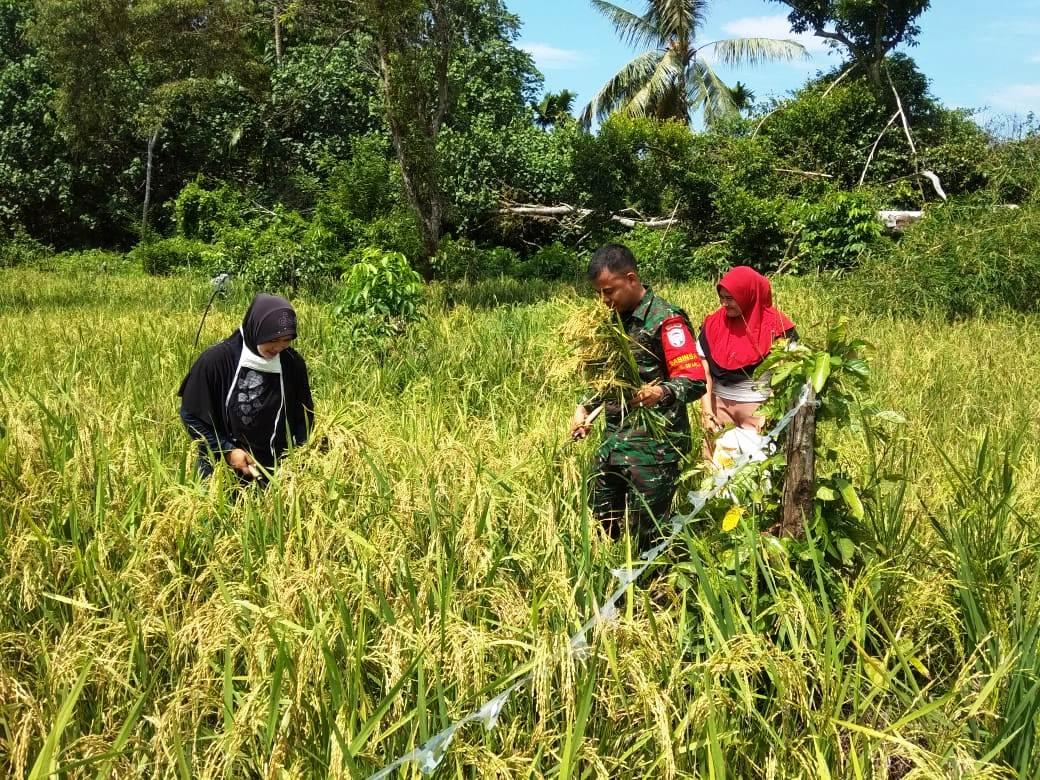 Sukseskan Swasembada Pangan, Sertu Abdul Affan Dampingi Petani Potong Padi