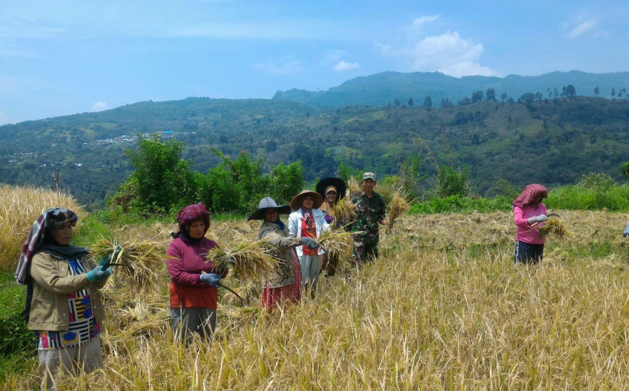 Kebersamaan TNI Dengan Petani Dalam Panen Padi