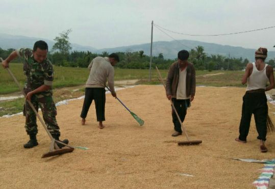 Disela Kesibukannya Satgas TMMD Bantu Warga Jemur Jagung