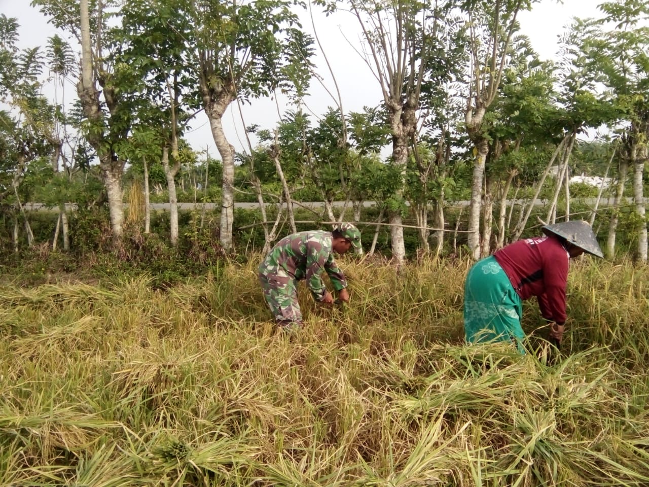 Sukseskan Swasembada Pangan, Kopda Ronal Bantu Petani Panen  Potong Padi