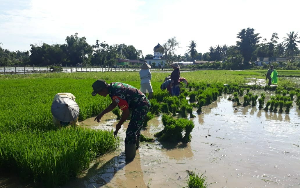 Babinsa Koramil 08/ Kembang Tanjong Bantu Petani Cabut Bibit Padi