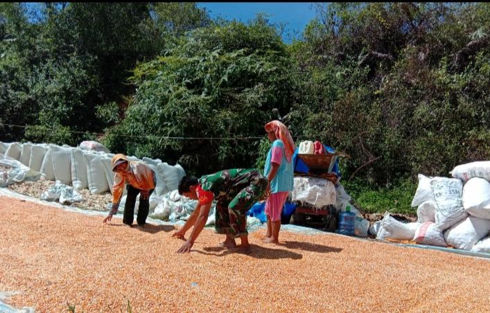 Babinsa Bantu Petani Jemur Jagung Poktan