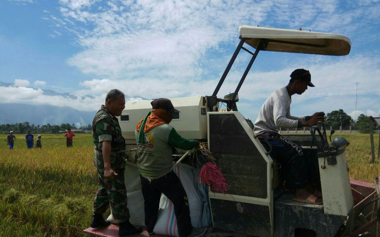 Semangat Babinsa Agara Sukseskan Swasembada Pangan, Melalui Pendampingan Pertanian