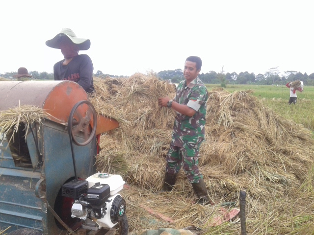 Babinsa Koramil 05/Panga Bantu Petani Rontokkan Padi