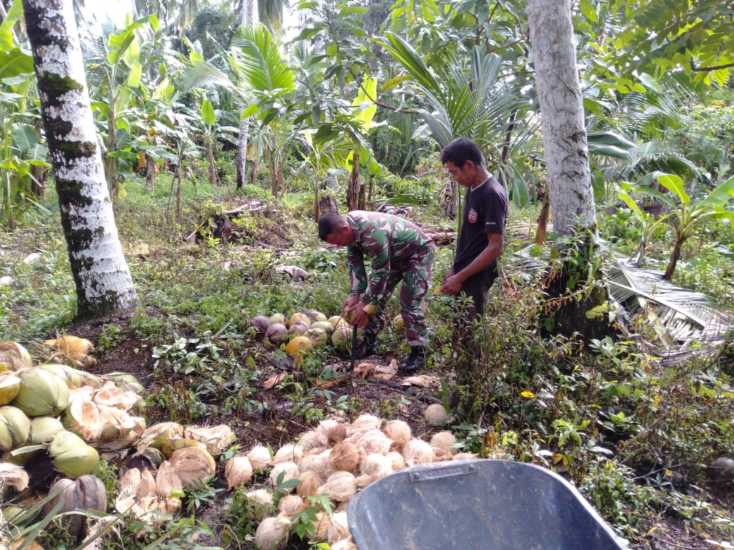 Serda Arief Bantu Kupas Kelapa Milik Warga