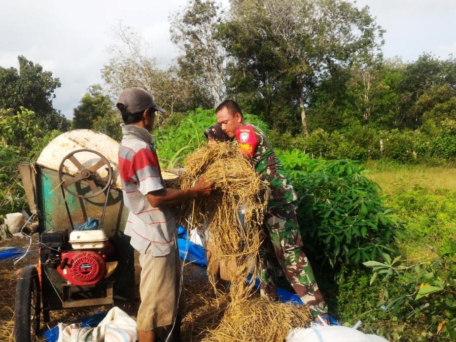 Babinsa Koramil 07/Johan Pahlawan, Ikut Bantu Merontokan Padi Petani