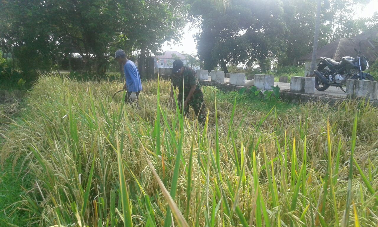 Babinsa Koramil 02/Samalanga Bantu Petani Panen Padi Jenis Ciherang
