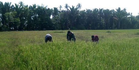 Babinsa 05 Simbar Bantu Petani Bersihkan Gulma