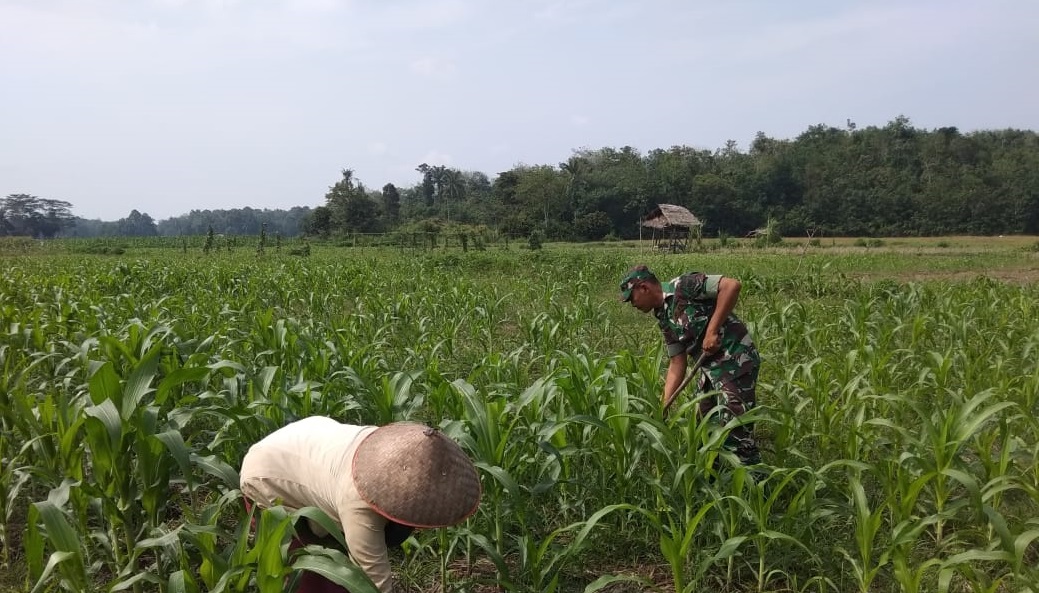 Babinsa 03/Srw Bantu Tani Bersihkan Gulma