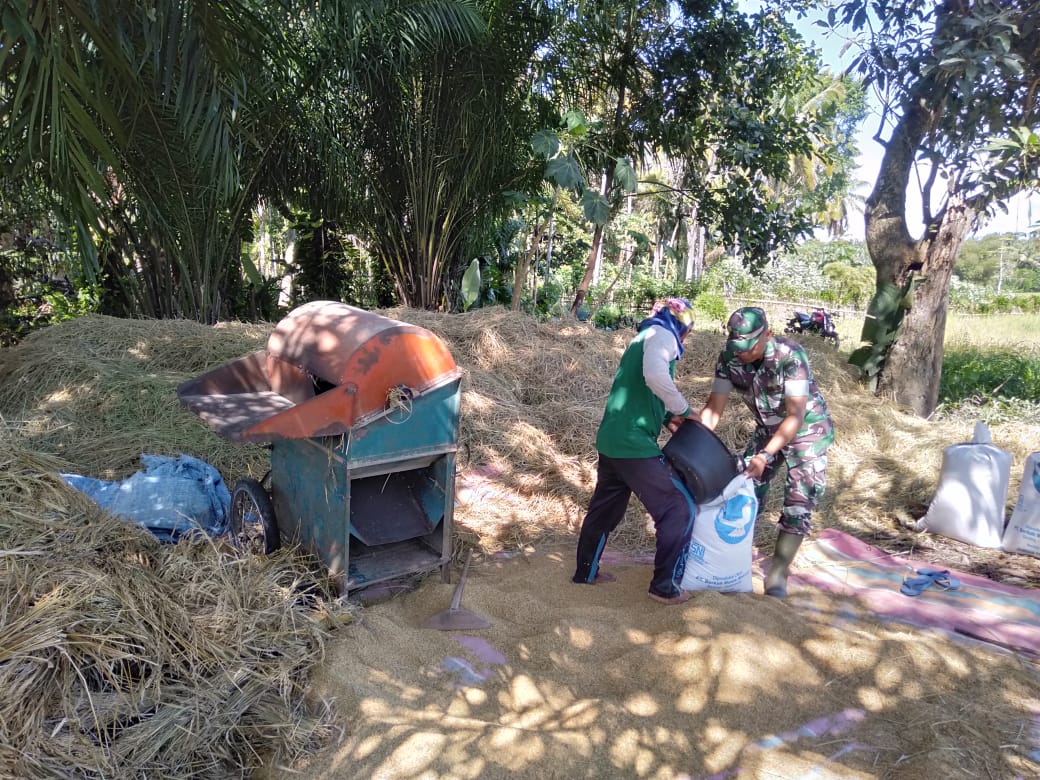 Babinsa Koramil Teunom Bantu Petani Rontokkan Padi