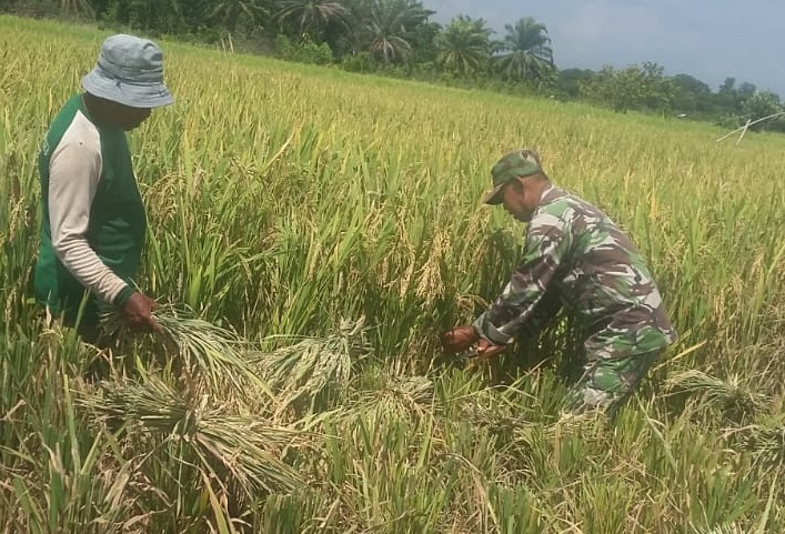 Serka Musni Bantu Petani Memotong Padi
