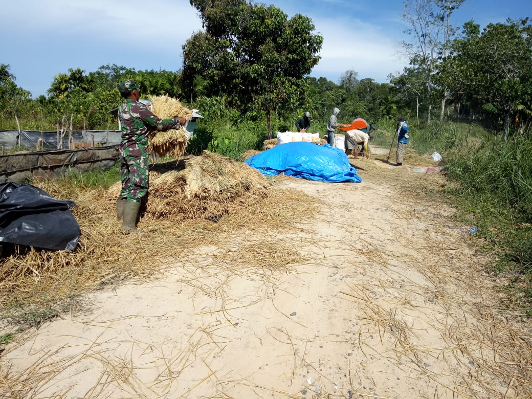 Babinsa Posramil Darul Hikmah Bantu Angkut Padi Petani