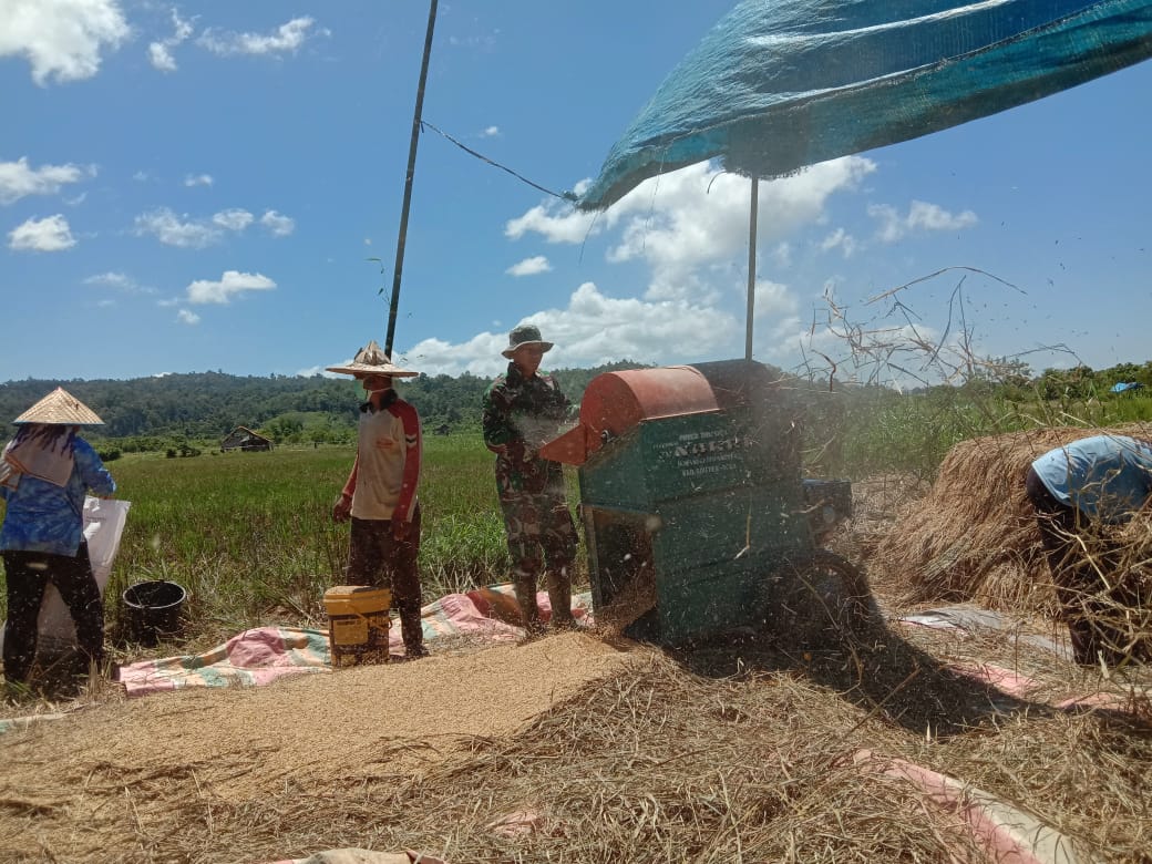 Sertu Parwoto Bantu Petani Rontokkan Padi