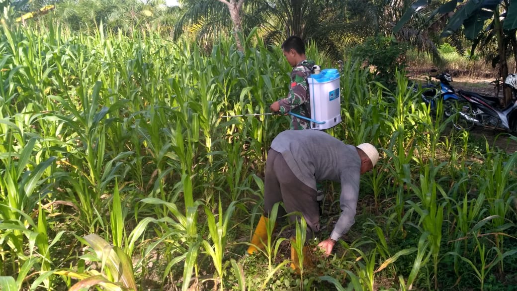 Babinsa Rundeng Bantu Petani Basmi Hama Tanaman Jagung