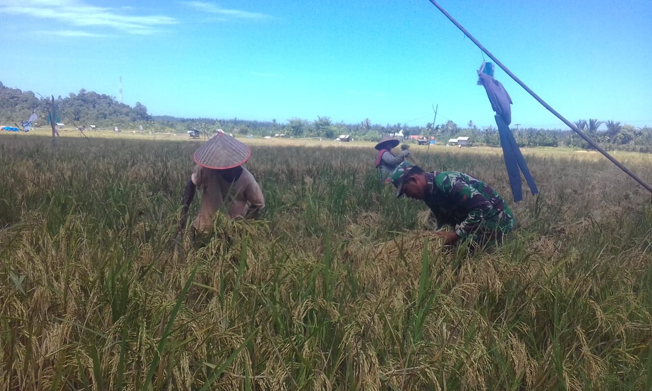 Babinsa Darul Hikmah Bersama Petani Panen Padi
