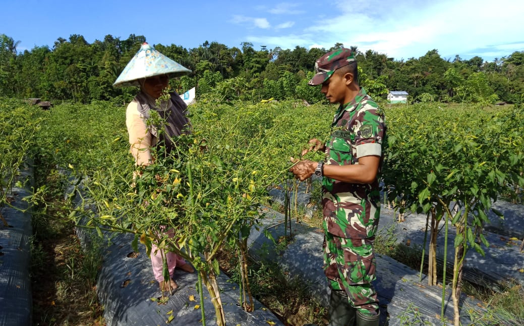 Babinsa Koramil 02/Simteng Panen Cabe Rawit Bersama Petani