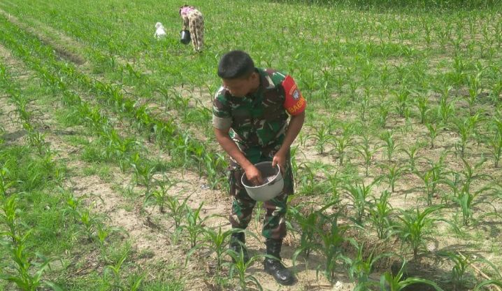 Babinsa Dampingi Petani Melaksanakan Pemupukan Jagung