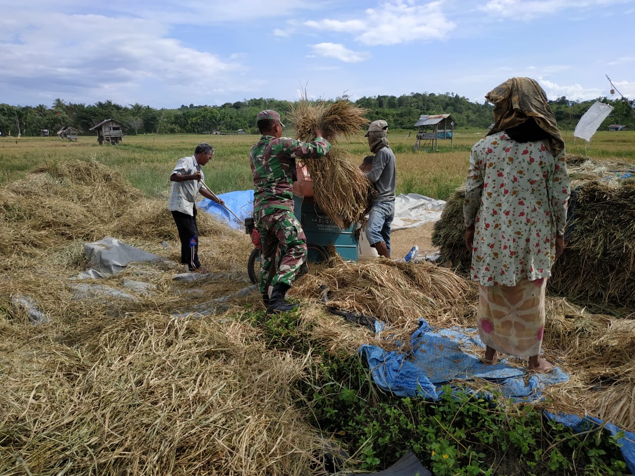 Turun ke Sawah, Babinsa Ikut Rontokkan Padi Petani