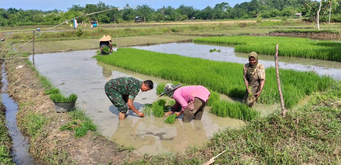 Sertu Sugeng Bantu Petani Cabut Bibit