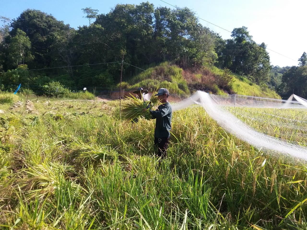 Kopral Hasan Ikut Panen Padi