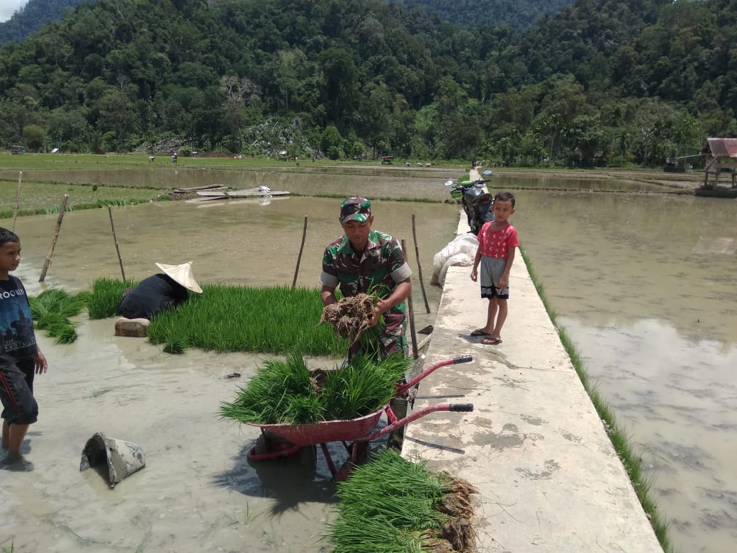 Suskeskan Swasembada Pangan, Serda Sumardi Bantu Petani Tanam Padi