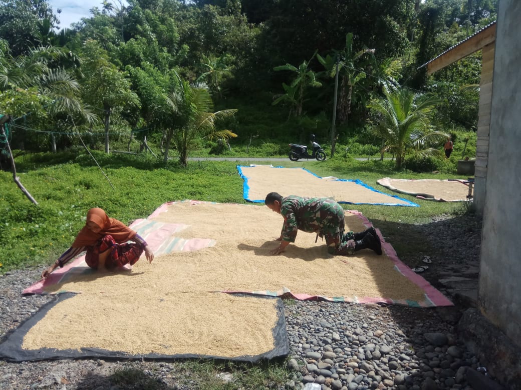 Kopral Irwan Bantu Ibu Hasanah Jemur Padi