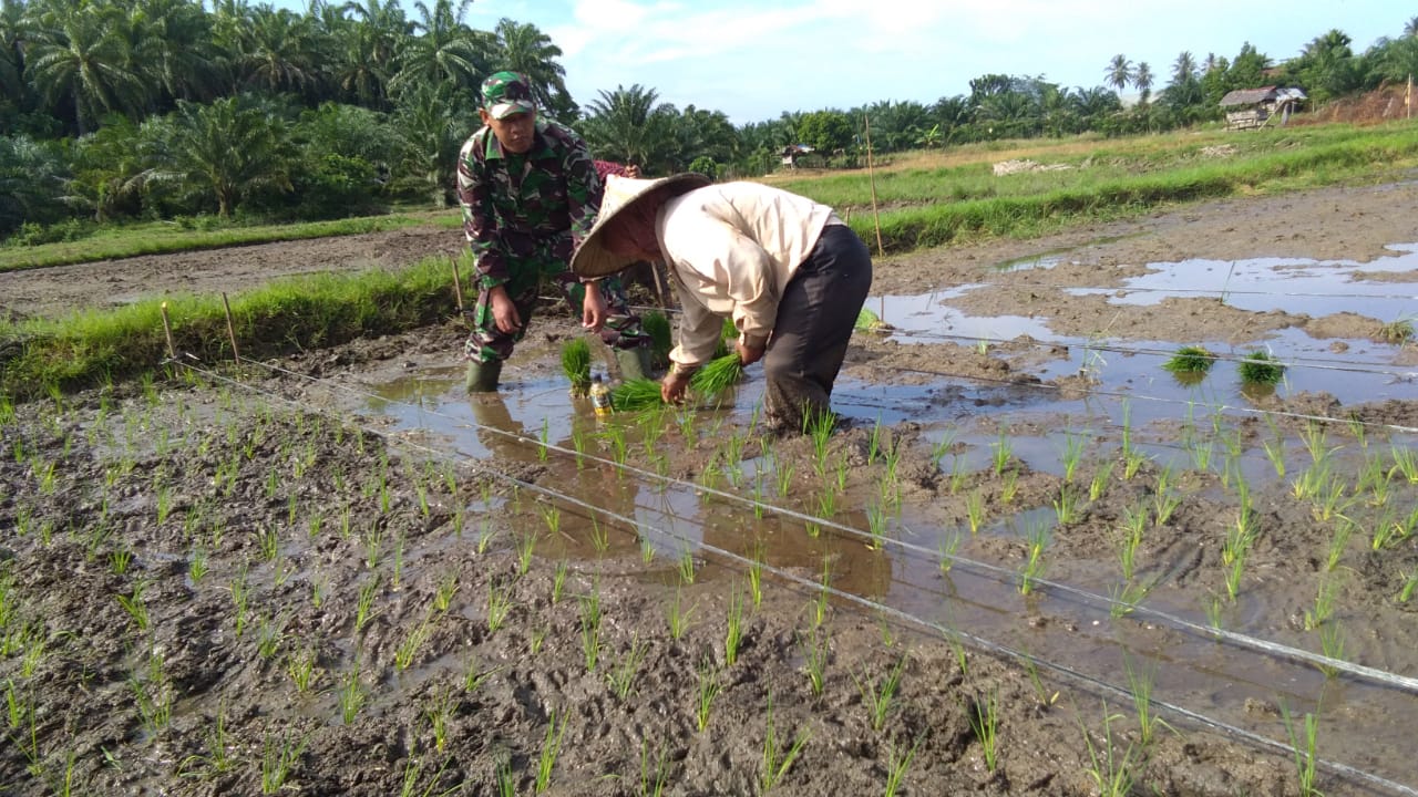 Babinsa Lageun Bantu Ibu Siti Tanam Padi