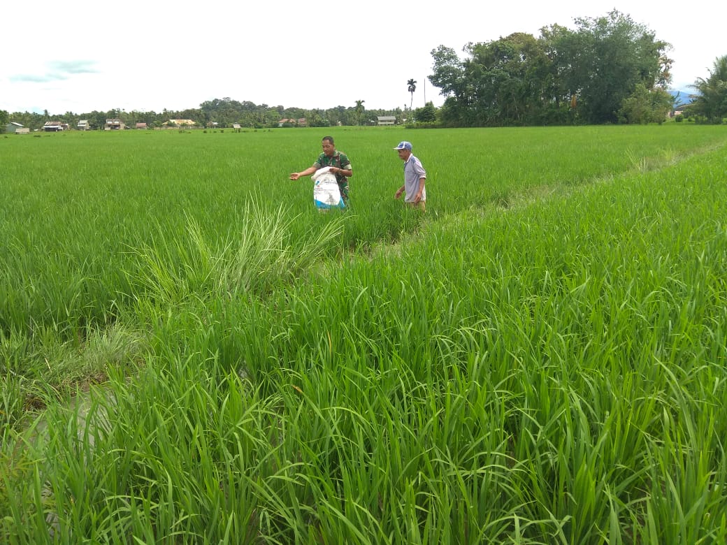 Sukseskan Swasembada Pangan, Babinsa Bantu Petani Beri Pupuk Padi