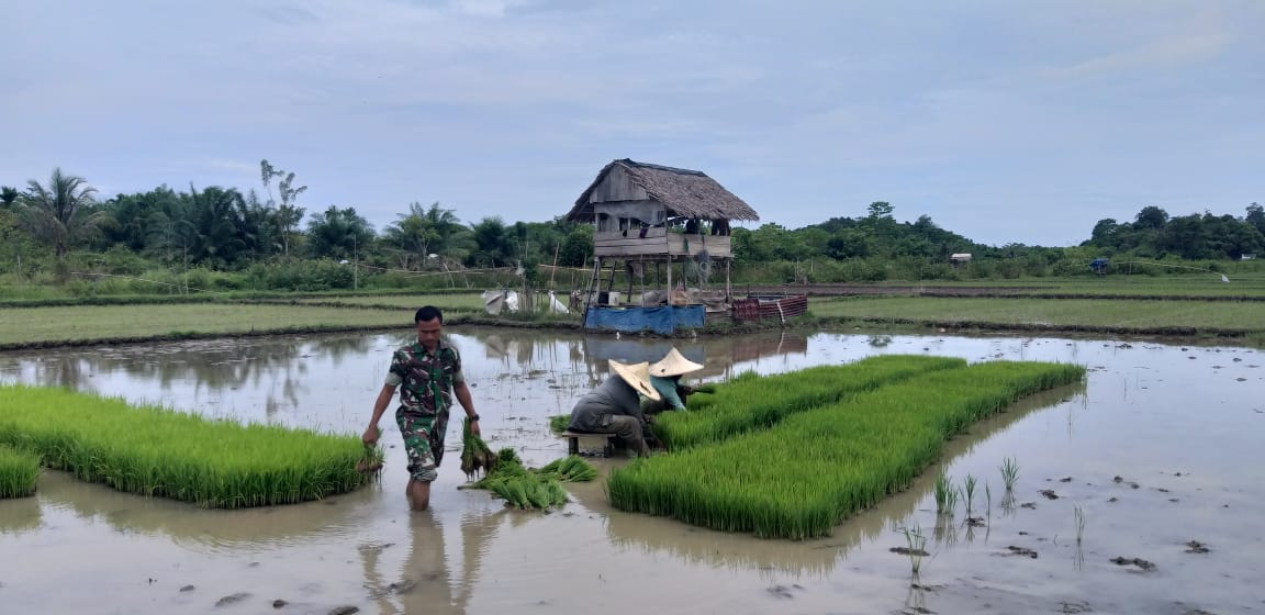 Mulai Tanam Tiba, Sertu Sugeng Bantu Ibu Salmah Siapkan Bibit