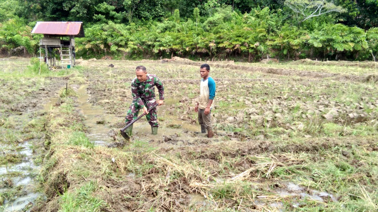 Turun ke Sawah, Serda Febri Bantu Petani Siapkan Penyamaian Bibit