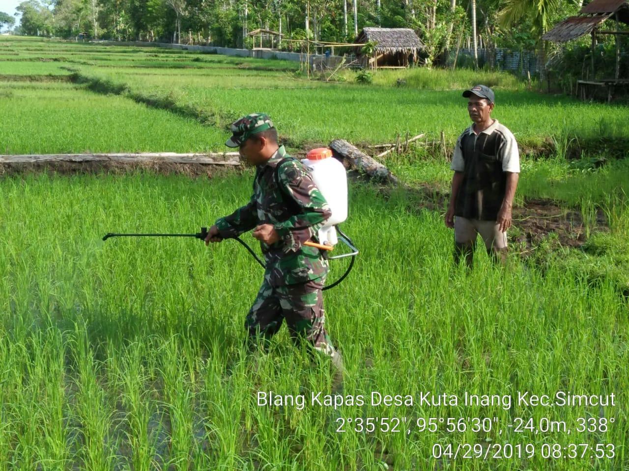 Babinsa 02 Simteng Bantu Petani Basmi Hama Padi