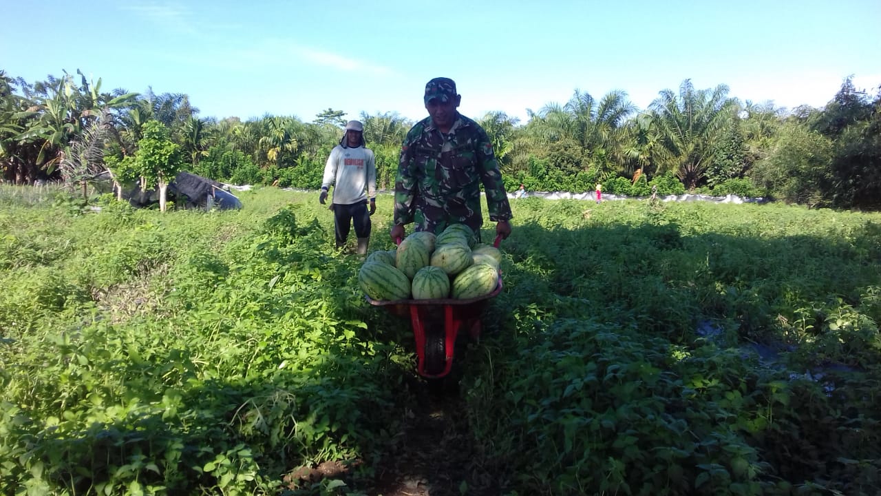 Babinsa Darul Hikmah Bantu Warga Panen Semangka